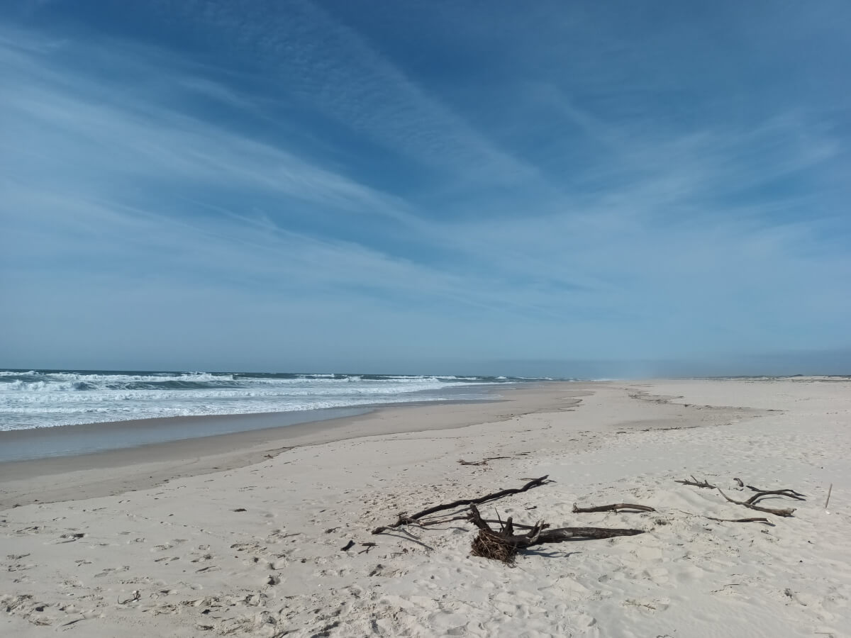 Image: The photo shows driftwood on a fine sand beach, the Praia de São Jacinto, Aveiro, Portugal